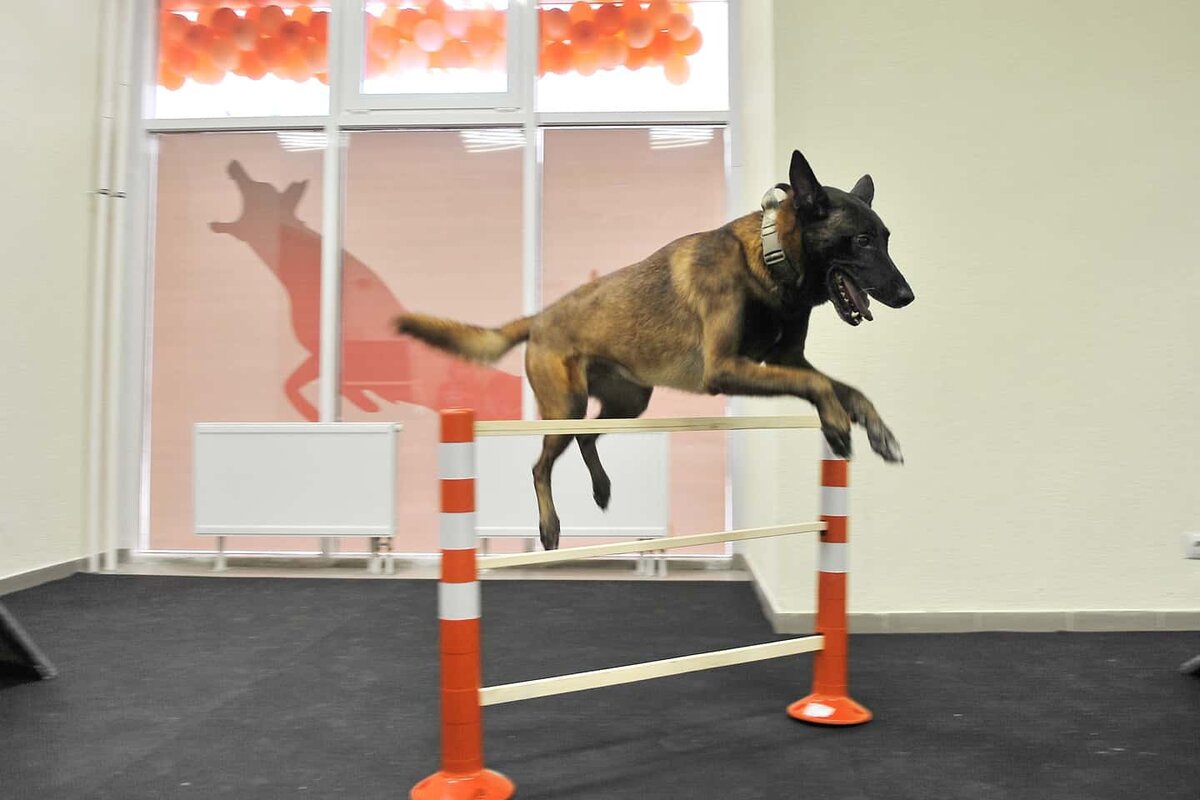 Я не только люблю играть, но еще и весело прыгать.