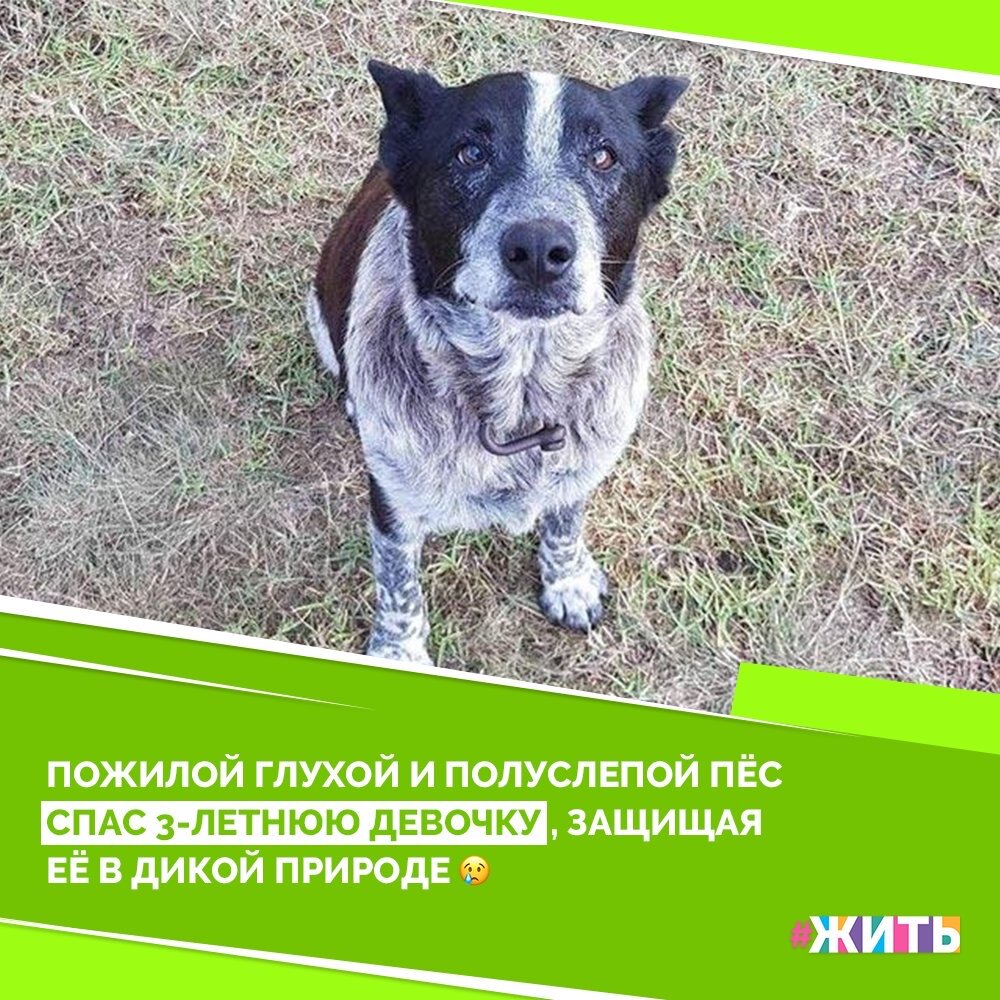 Уже много раз было доказано, что не все герои носят плащи, некоторые покрыты шерстью и бегают на четырёх ногах. Макс, 17-летняя обычная собака, не является исключением🤗

Маленькая девочка прошла гулять вместе со своим псом и не вернулась домой. Родители и полицейские отправились на поиски. Макс, всю ночь остававшийся подле маленькой хозяйки, услышав голоса людей, привел их к девочке❤️

Пёс , хоть и является глухим и полуслепым псом, но он не бросил малышку, а напротив, находился рядом, согревая девочку. Полицейские были поражены действиями собаки и признали его почётной полицейской собакой. А вы согласны с их решением?😌

#жить #проектжить #добро #животные