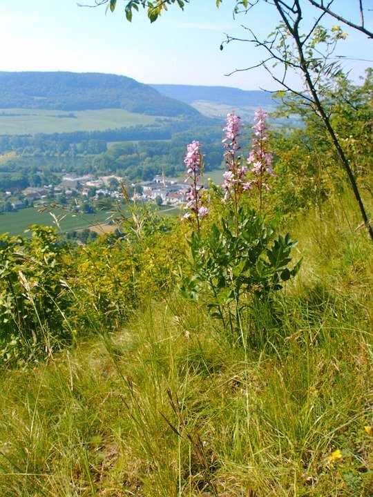 Ясенец (Неопалимая купина) 