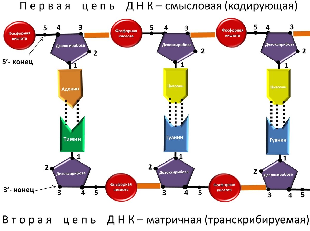 5 конец днк. Смысловая цепь и транскрибируемая цепь ДНК. Смвсловая транскрибируемая цепи. Матричная и смысловая цепь ДНК. ДНК смысловая и транскрибируемая.