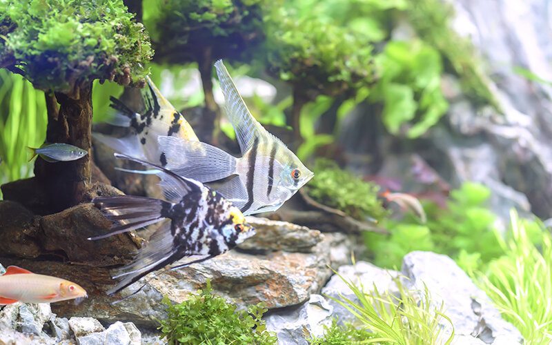 Ювелирный фен-шуй для дома