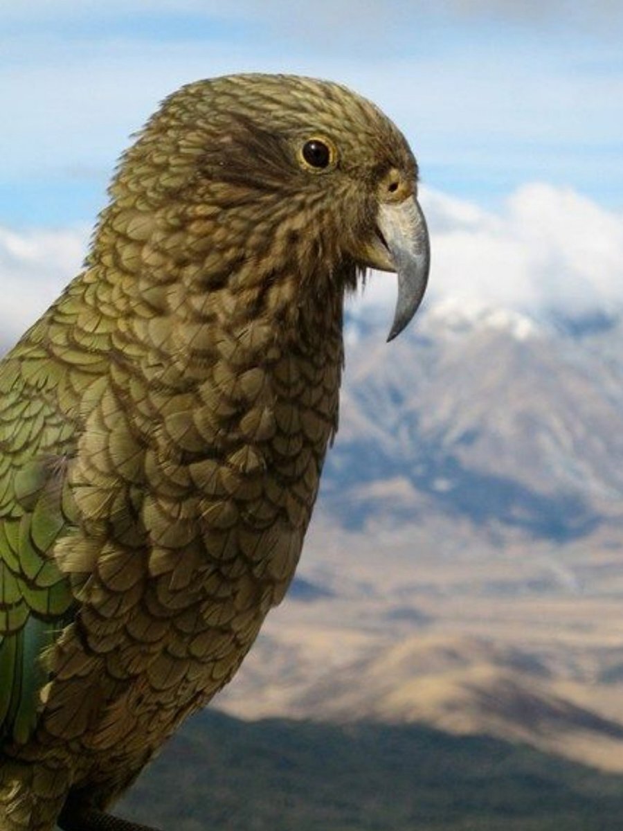 Попугай хищник. Попугай Кеа новая Зеландия. Хищный попугай Кеа. Кеа и какапо.