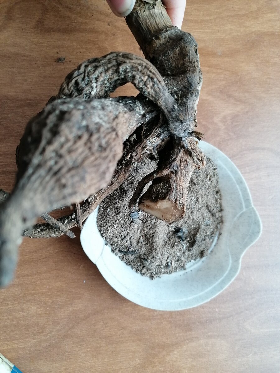 Подготавоиваем клубни георгин