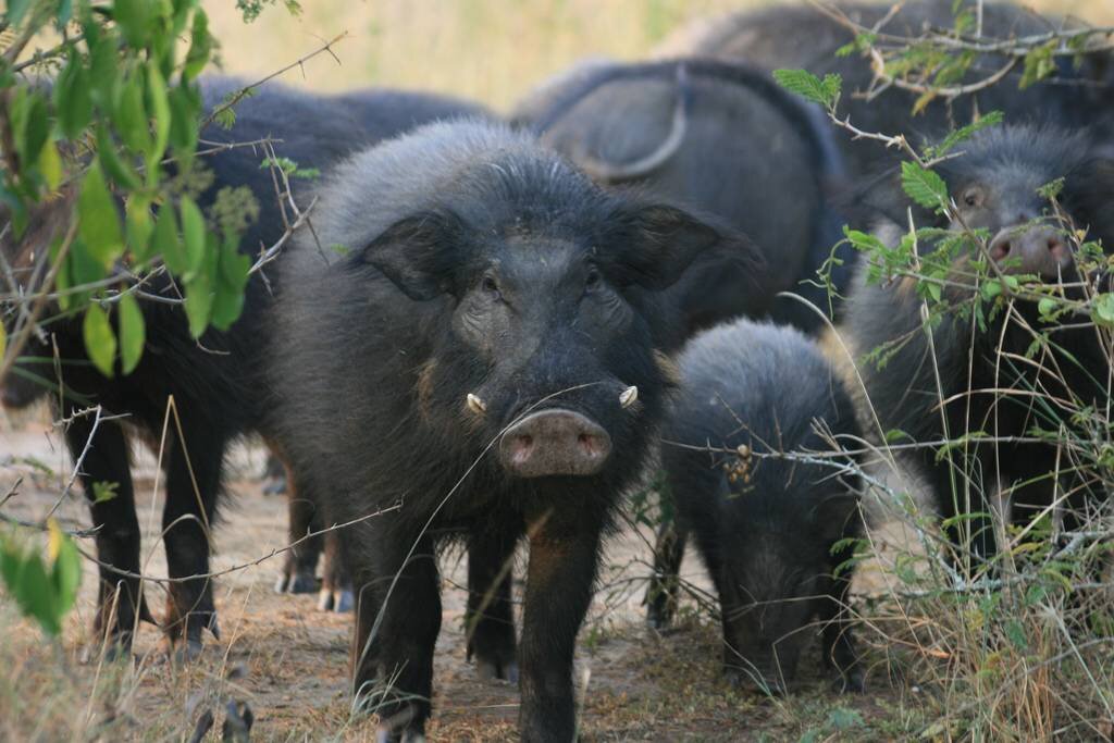Свиньи в африке. Гигантская Лесная свинья Hylochoerus meinertzhageni. Большая Африканская свинья. Большая Лесная свинья. Африканская большая Лесная свинья.