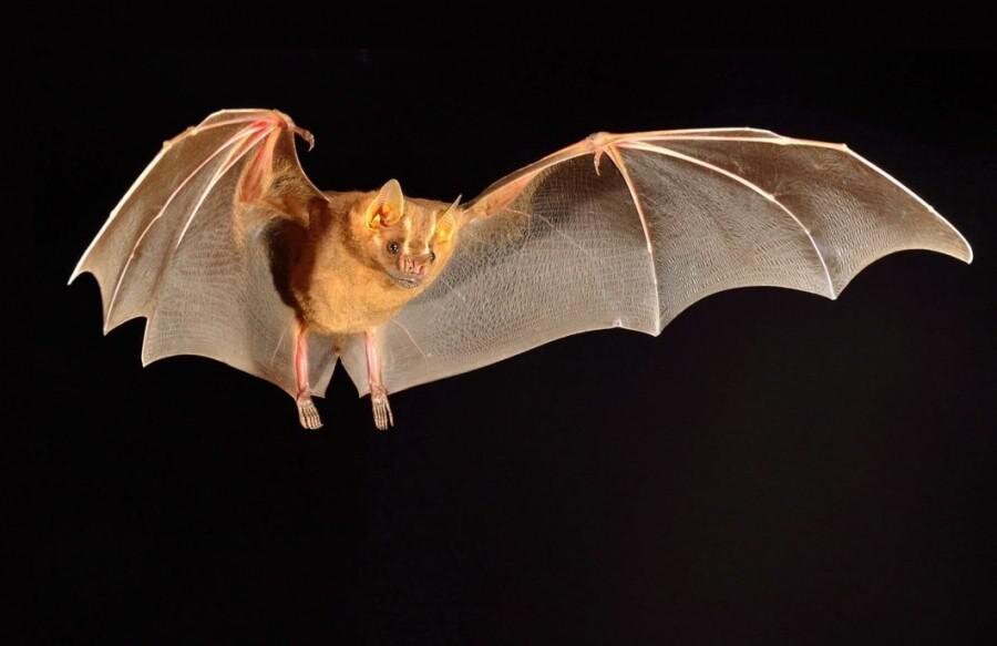 фото из открытых источников