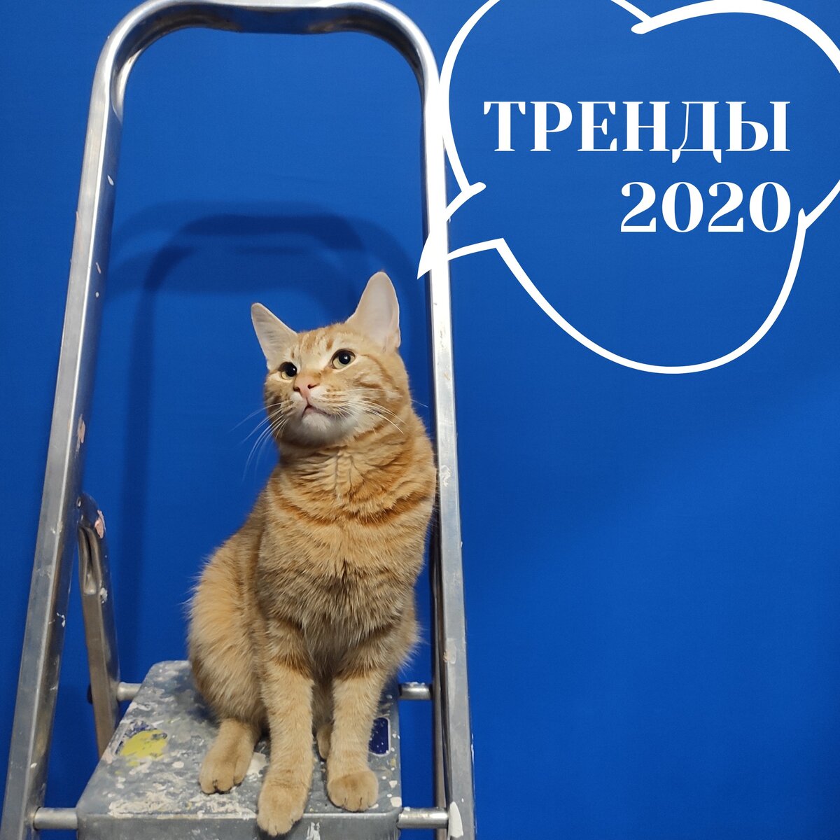 Наш кот Живого помогал с ремонтом спальни. 