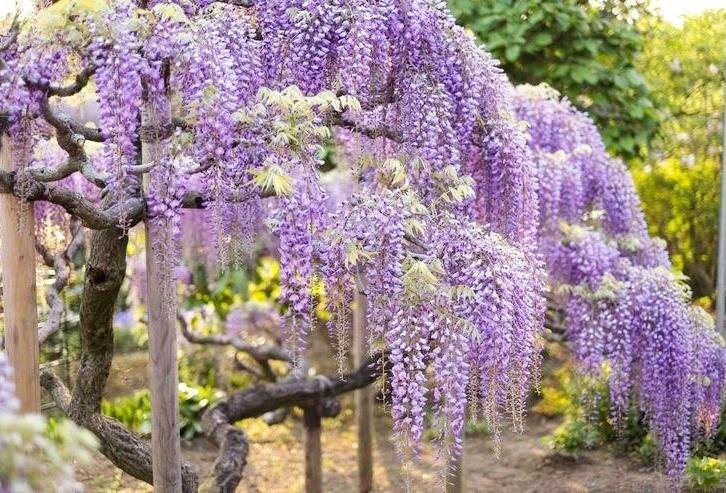 Фото-пример Глицинии(Вистерия)