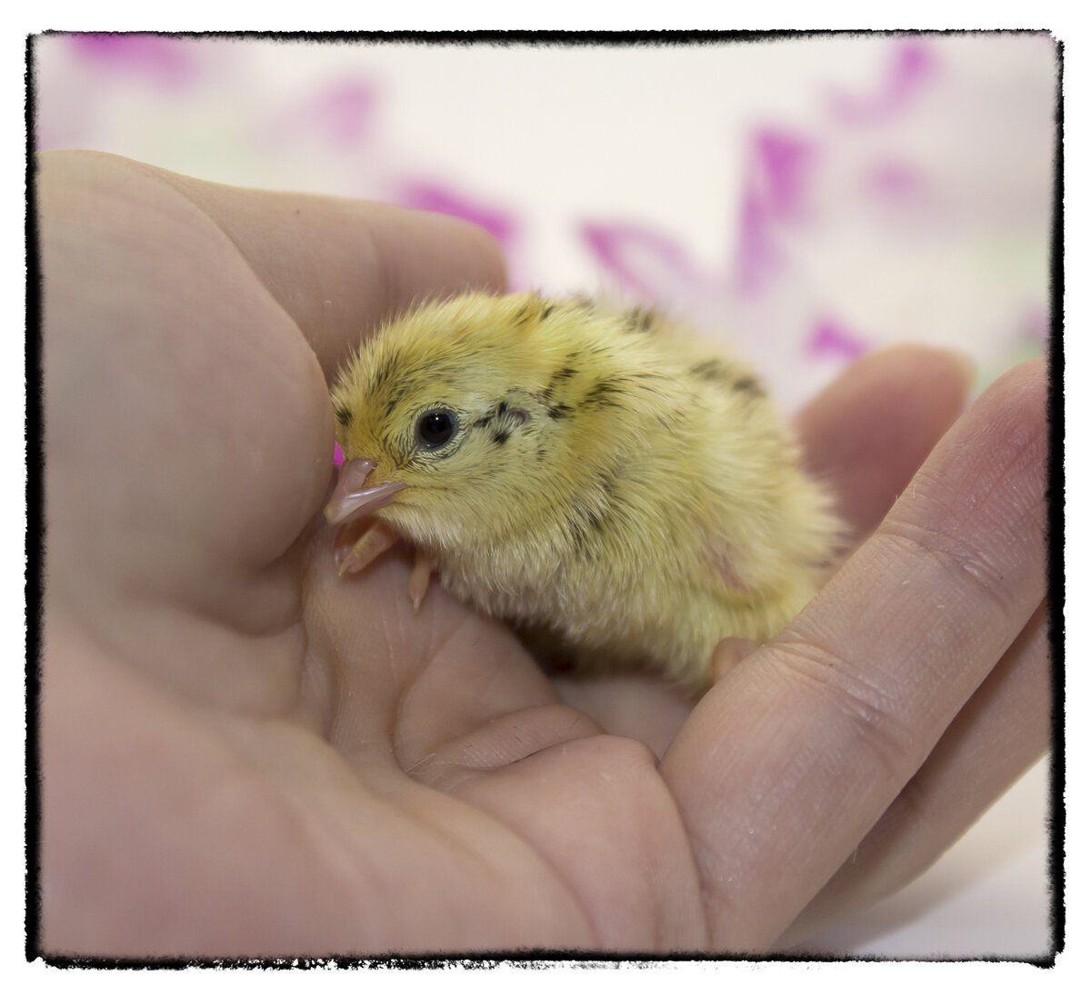 Суточный перепеленок:)