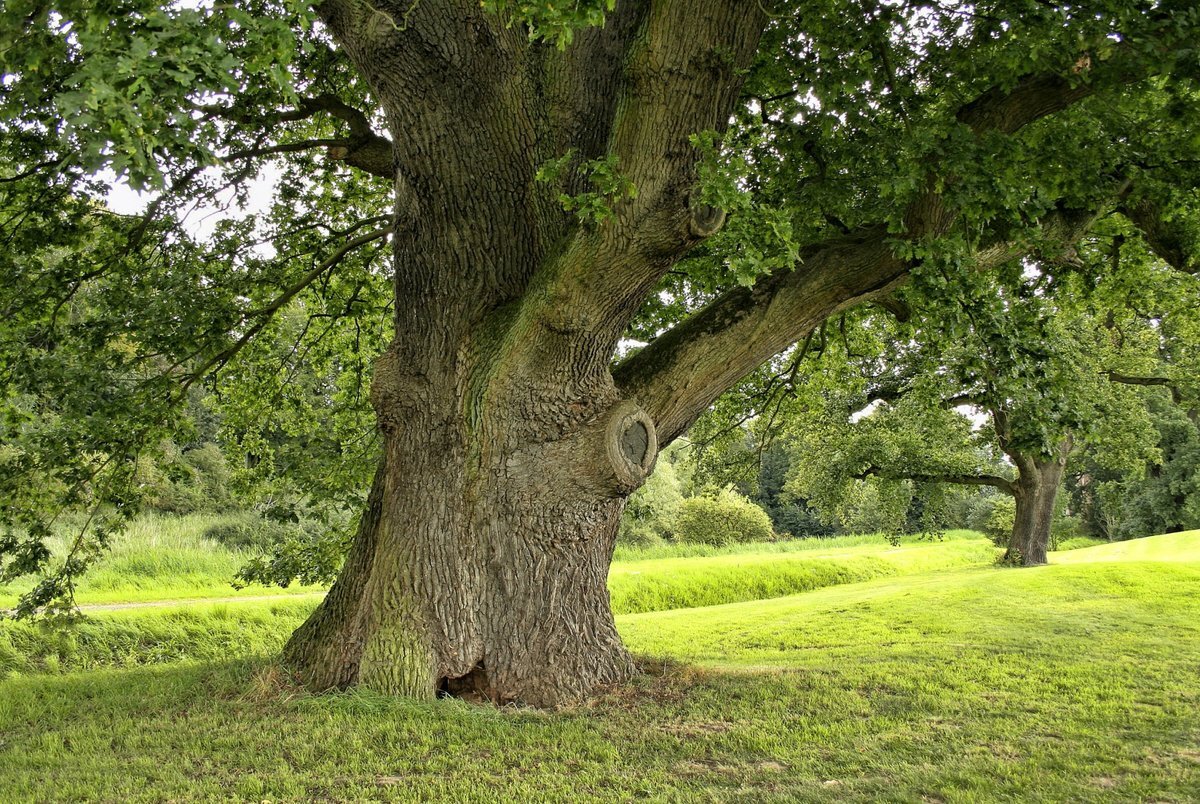 из Яндекс-картинок, русский богатырский дуб