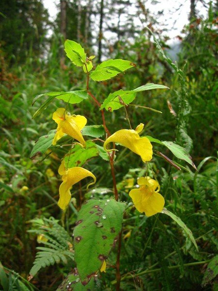 Цветы подмосковья недотрога бальзаминовая. Бальзамин лесной недотрога обыкновенная. Impatiens noli-tangere. Недотрога уральская. Что такое разрыв трава.