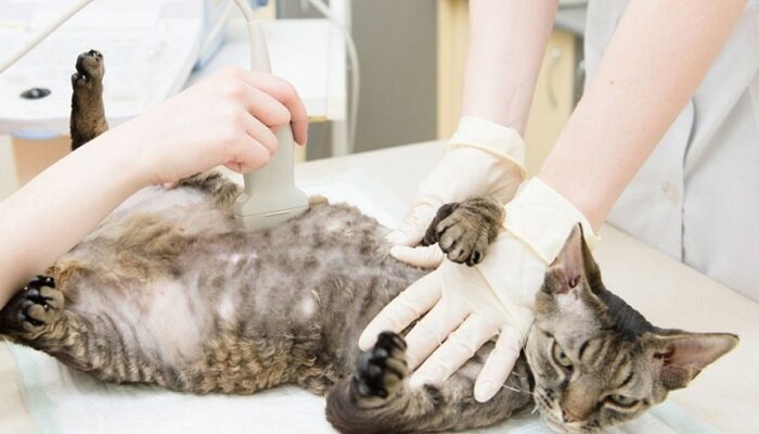 Какие витамины давать кошке от выпадения шерсти?