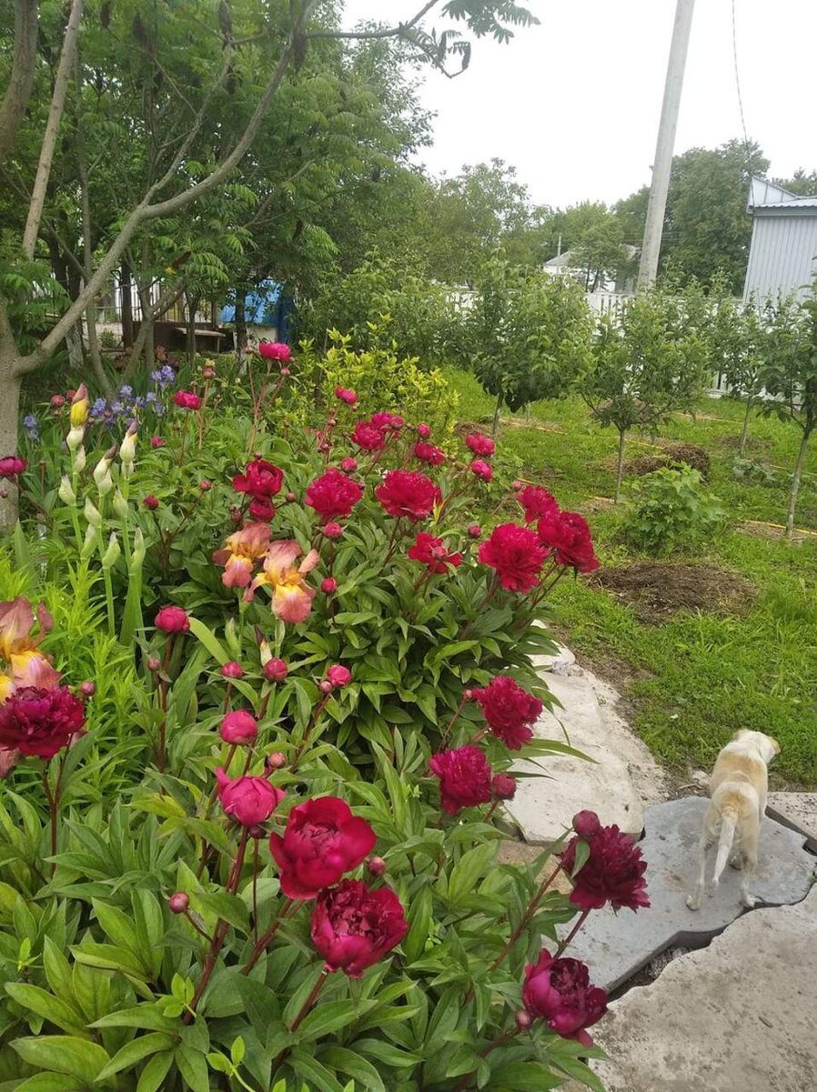 Пионовый рай. Пионы. Певони