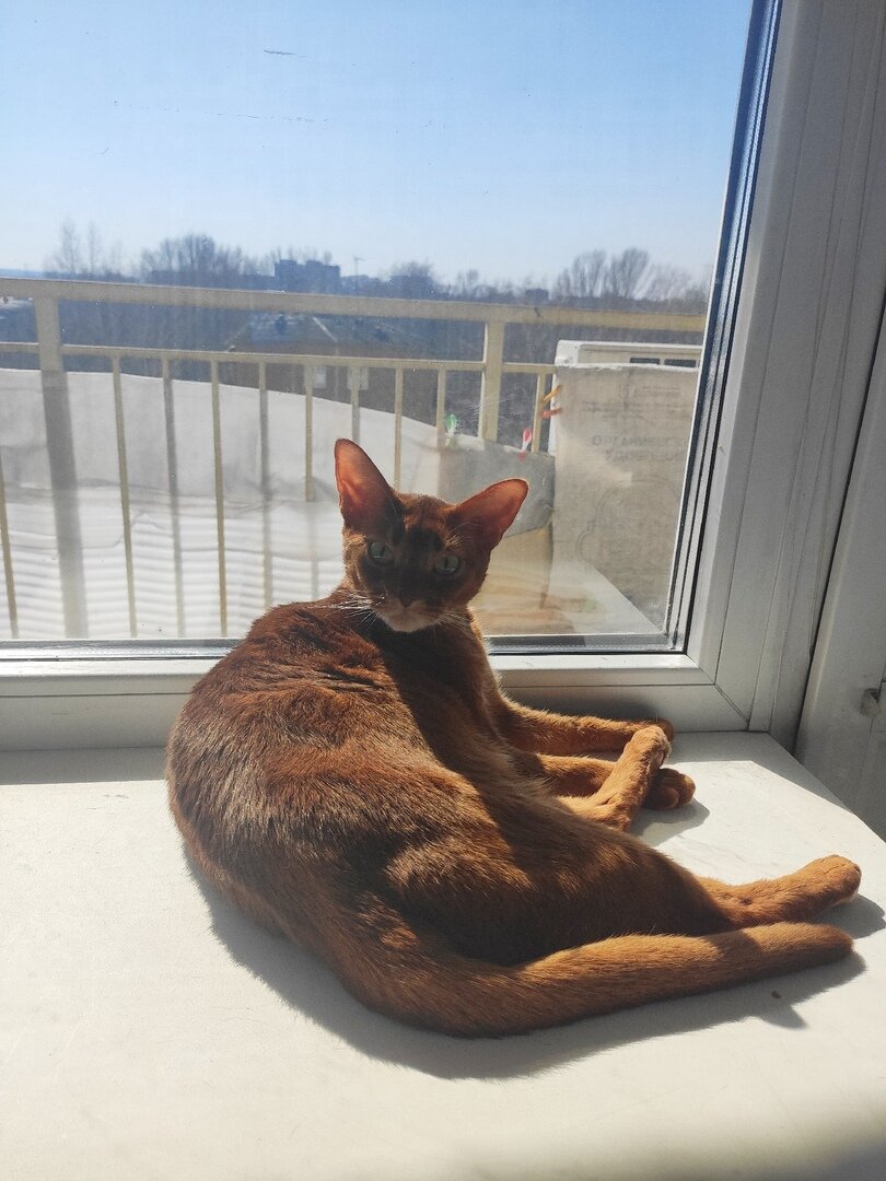 Кошка Шейла