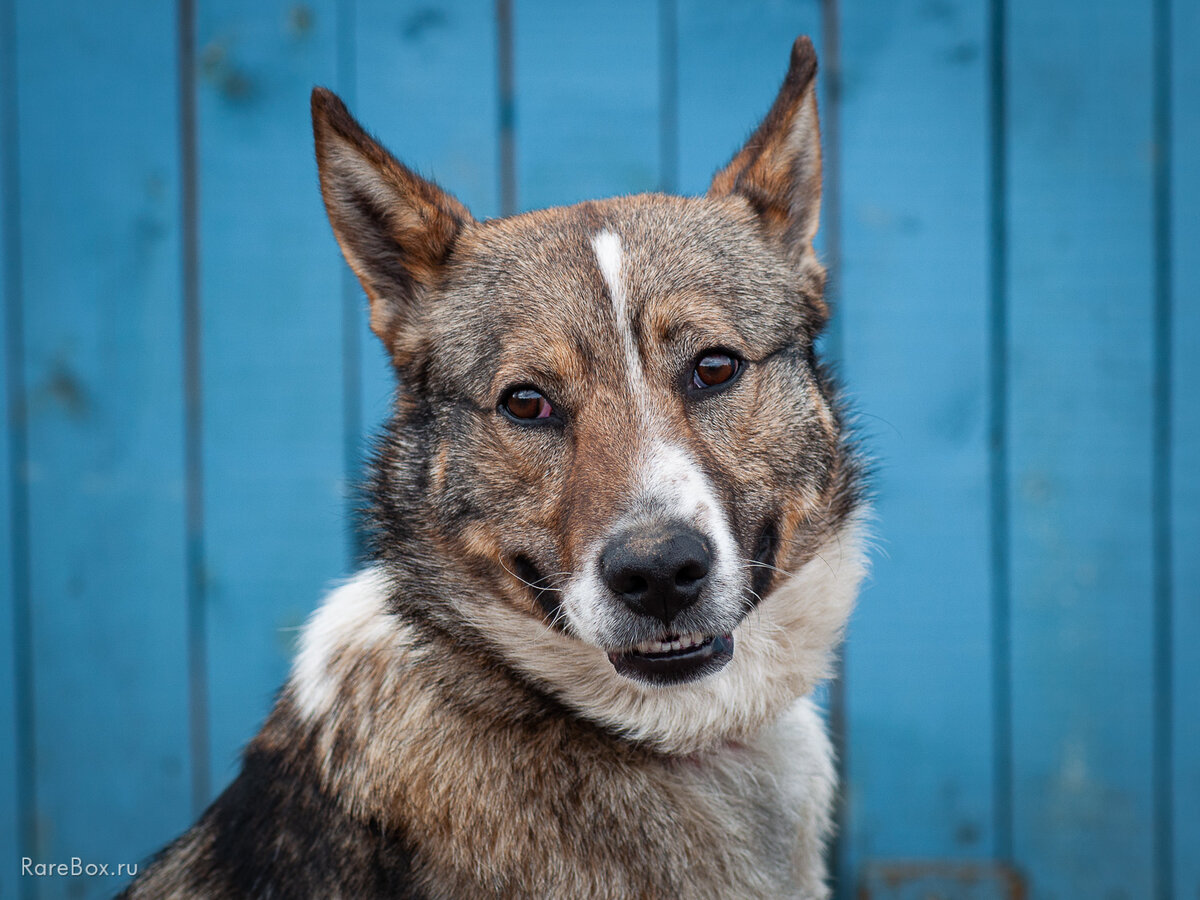 Фотография авторская. Собака из можайского приюта.