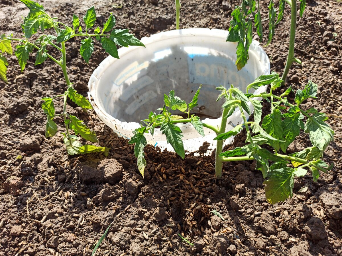 Почва для томатов в теплице. Томаты в открытом грунте. Грунт для томатов. Посадка помидор. Посадка томатов вокруг ведра.