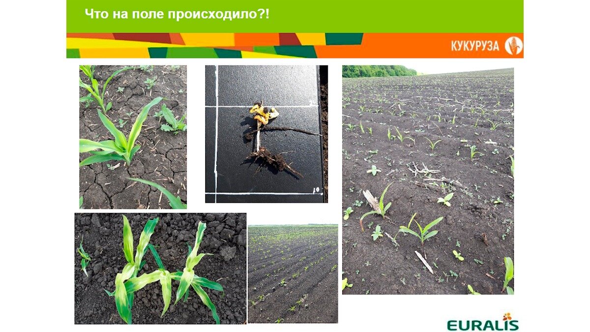 Фото: EURALIS SEMENCES RUSSIA
