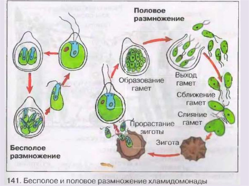 Деление лежащие в основе бесполого размножения. Схема полового размножения водорослей. Размножение водорослей хламидомонада схема. Рисунок бесполое размножение хламидомонады. Хламида Монада цикл развития.