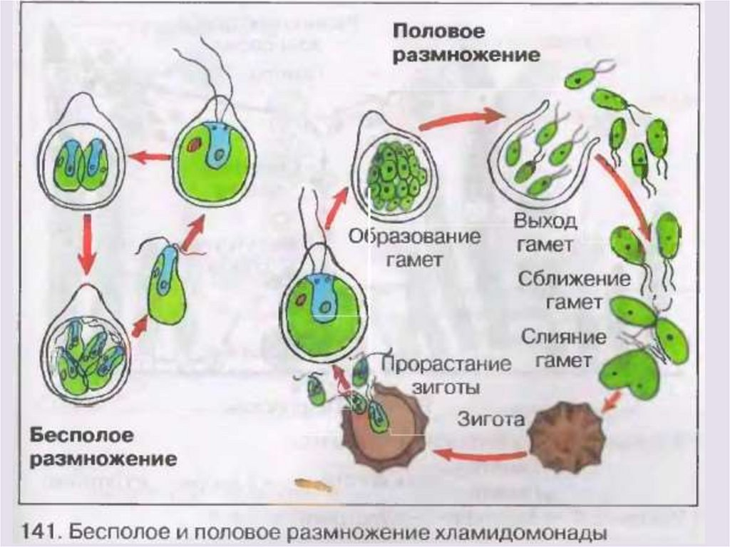 Каким делением образуются гаметы у растений. Цикл размножения хламидомонады. Схема полового размножения водорослей. Схема размножения водоросли хламидомонады. Рисунок бесполое размножение хламидомонады.