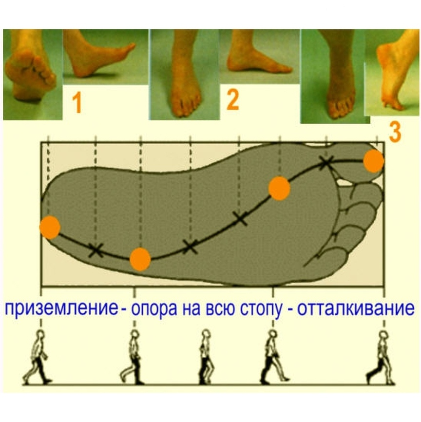 Стопа устроена и функционирует как упругий подвижный