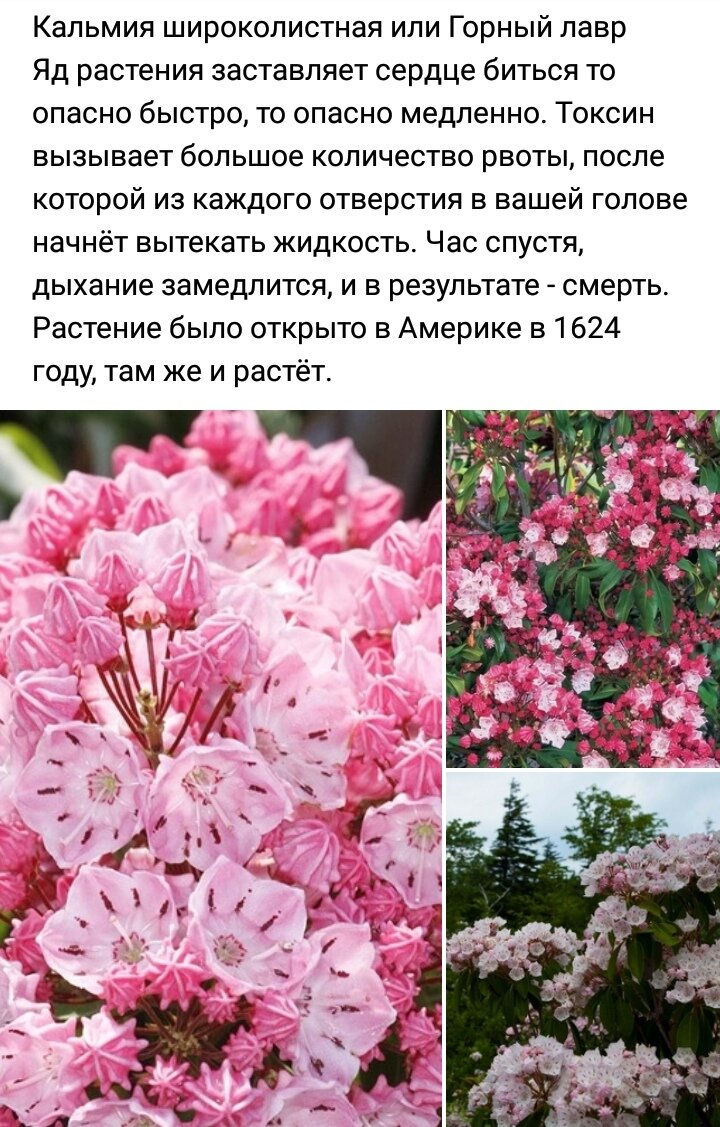 Смертельно опасные цветы проект