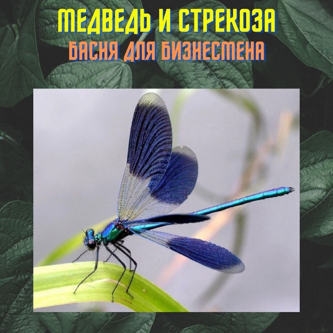 Жила была стрекоза. Летала она с одного цветка на другой, собирала нектар. И было ей не легко в этом деле.  Решила она найти кого-нибудь, кто бы мог поделиться своими запасами с ней, помочь ей, чтобы была у нее безбедная жизнь, и чтобы ей не нужно было каждый день искать себе пропитание.

Вдруг видит она медведя, который зарыл в яму тушку зайца. 
- Какой он запасливый, -  подумала стрекоза. - Вот он мне и нужен.

Она начала летать вокруг медведя и показывать ему то свои красивые крылышки, то удивительные глаза. 
Но медведь словно не видел ее прелестей, не обращал на нее никакого внимания.

Тогда стрекоза подлетела к уху медведя слишком близко и медведь лапой смахнул ее с лету. Стрекоза упала в траву и уползла подальше, чтобы медведь на нее не наступил. 

Мимо пролетал орел. 
- Что ж, ты косолапый так со стрекозой обходишься? Она и так перед тобой и эдак! А ты не замечаешь ее красоты. Вон чуть не прибил.

- Какая стрекоза? - спрашивает медведь.- Разве тут кто-то есть?
- Да вон же, в траве. Она сегодня целый день возле тебя летала, показывая свои достоинства.
- Ну я же плохо вижу, особенно вдаль или мелочь, - ответил медведь. Вот и не увидел.

Мораль сей басни такова: 
определите сначала тип своего клиента прежде, чем привлекать его внимание. Возможно реклама, которую вы даете направлена тому, у кого она не вызывает отклика. 
Или направляйте ваши усилия туда, где они будут оценены по достоинству.
