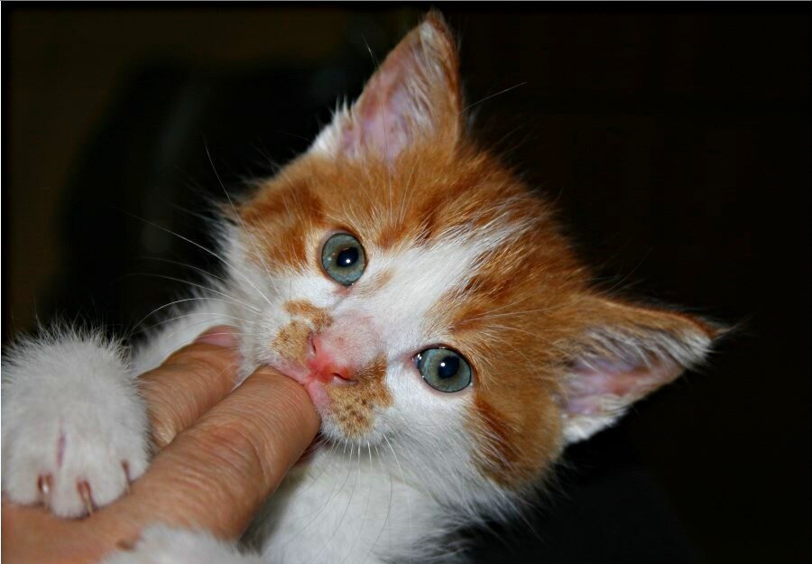 Котей Ник
