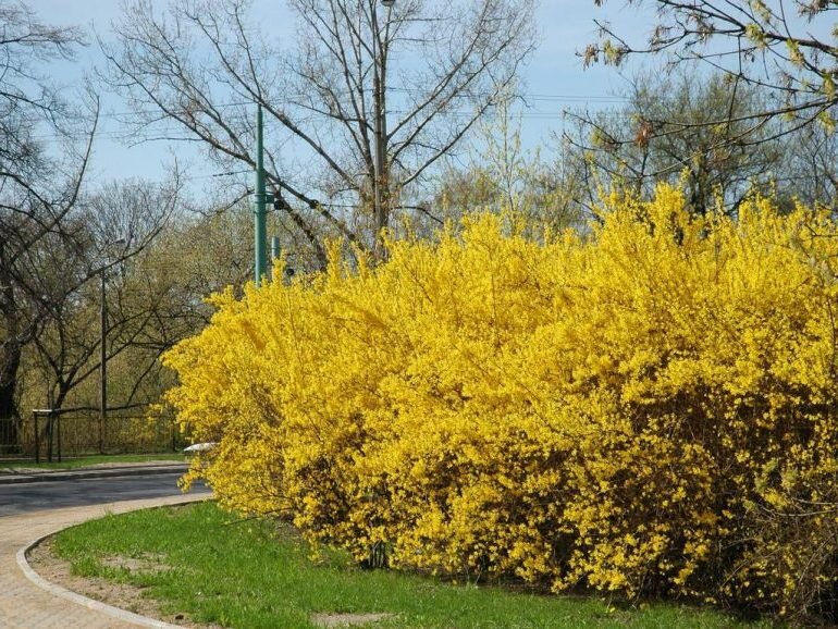 Кустарники с декоративными цветами.