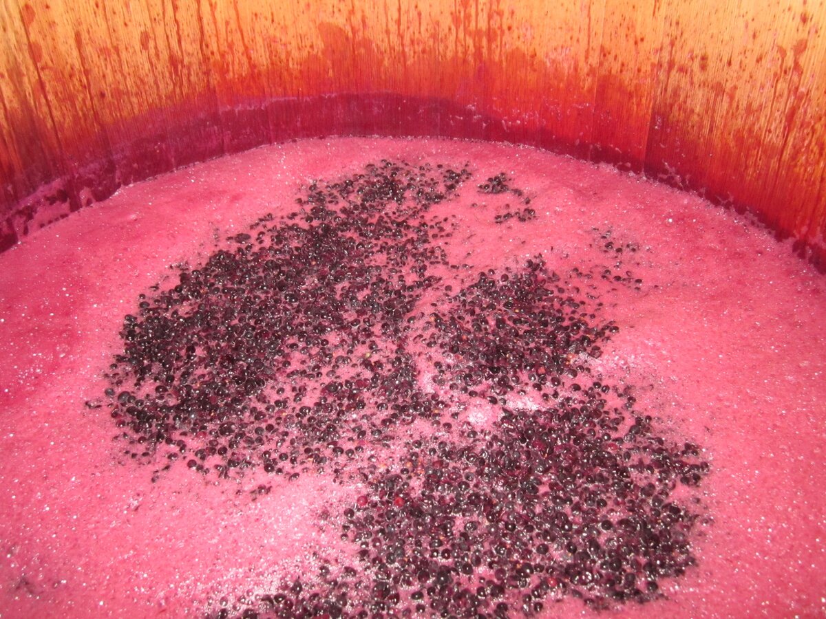 свежая мезга из только что раздавленного  красного винограда