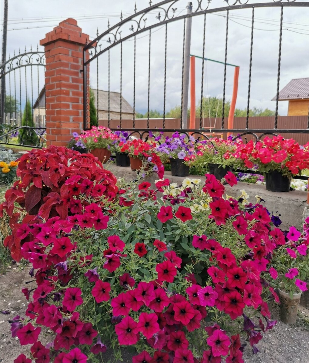 Петуния: от выбора семян до посева. Коротко и ясно. | Огородник из .