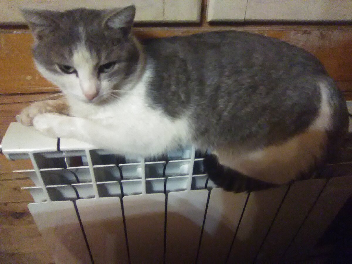 Незапланированный Мелкий выбрал нас из-за удобных батарей