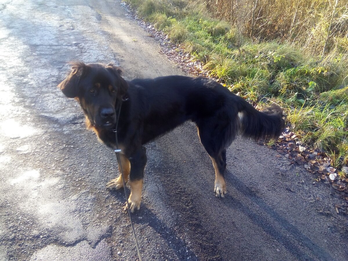 Бурято-монгольский волкодав. Красавец. 