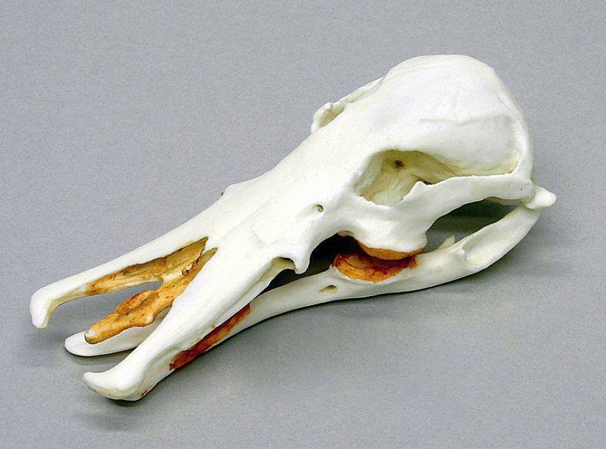 Череп утконоса. Как мы видим его клюв совсем не клюв, а нос обтянутый кожей - Источник фото - Яндекс.Картинки