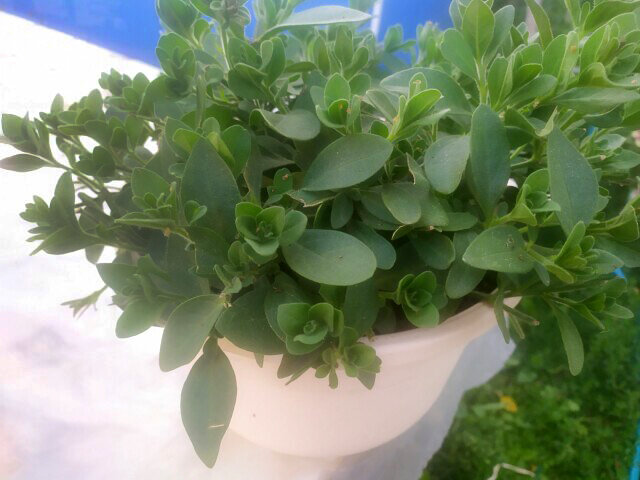 Побеги петунии  