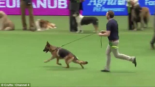 А бывает и такое - собака опирается аж на скакательный сустав. И это не какая-то там дворняжка, а вовсе даже победитель такой знаменитейшей выставки, как Crufts! Туда по определению только чемпионы допускаются, и то не все.