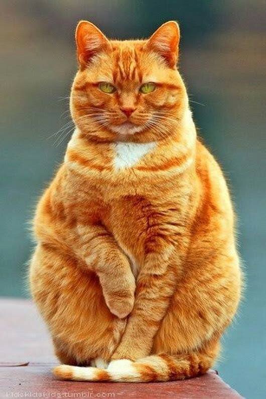 Картинка из сети интернет для иллюстрации