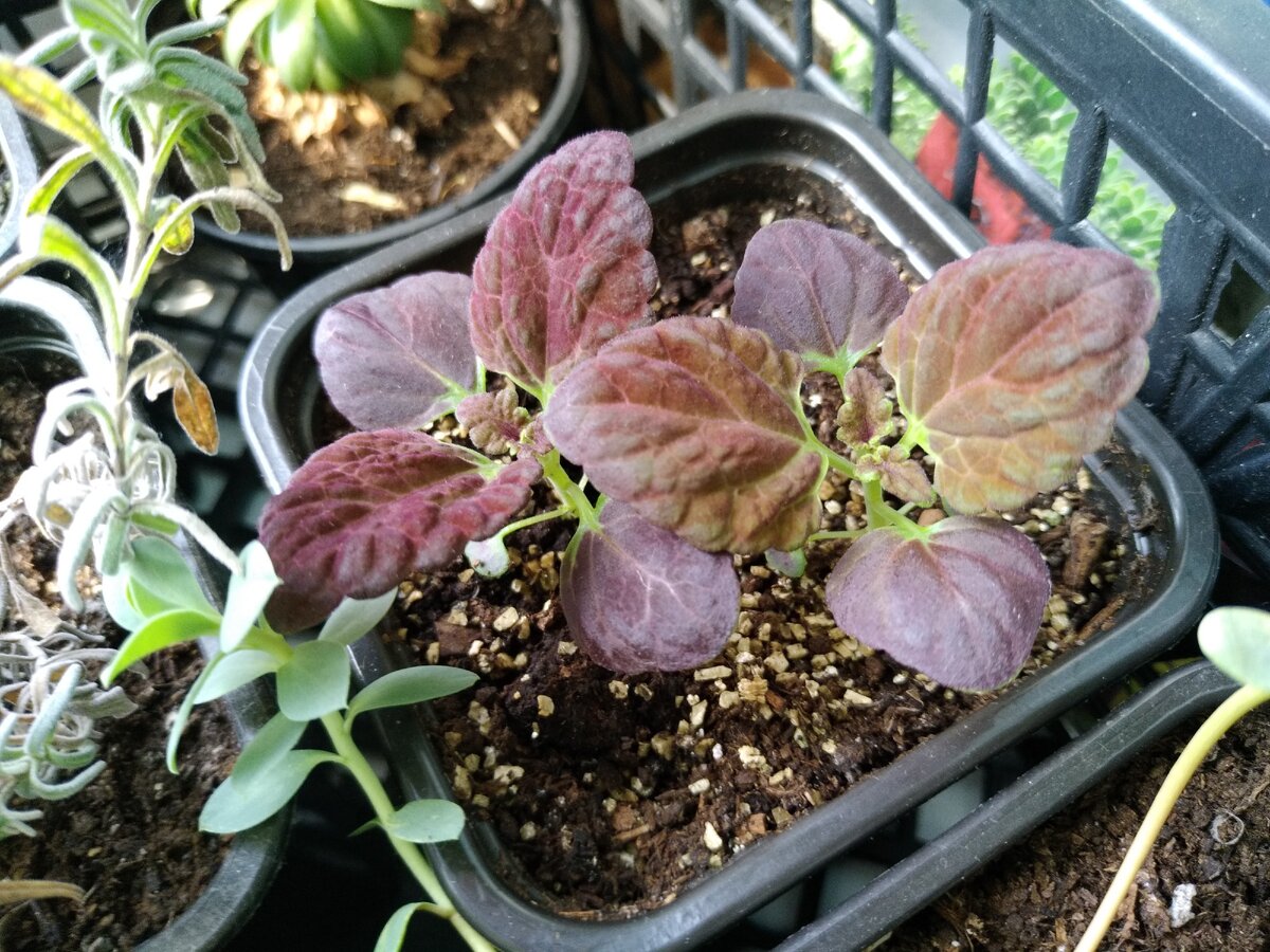 Весной вырастила его из семян