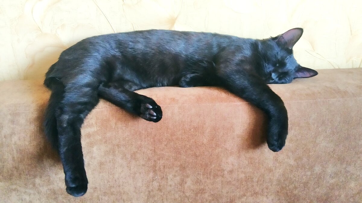 Кот Тихон.