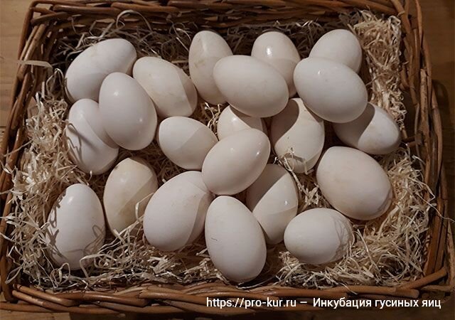 Башкирский гусь - производство продукции гусеводства - Инкубация гусиных яиц
