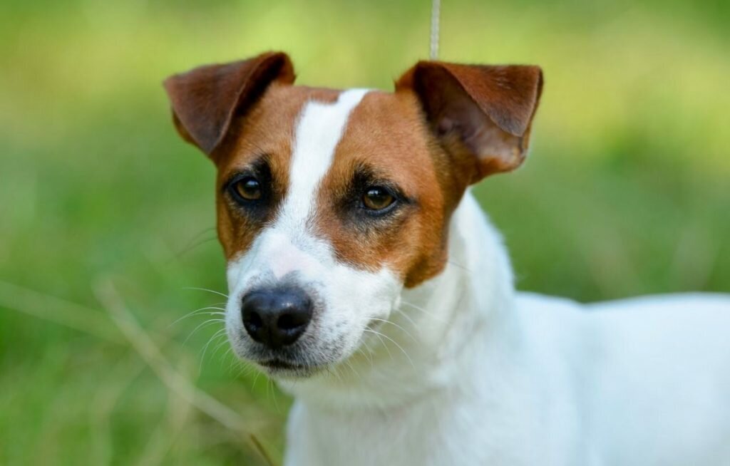 Фото: https://zen.yandex.ee/media/dogsacademy/kak-otlichit-parsonrassela-ot-djekrasselterera-5e343c993c40ae31521beb1d