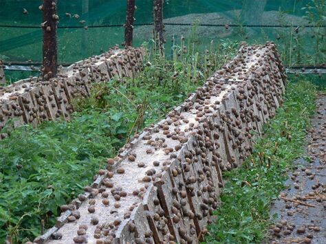 
По этой причине, если улитки находятся на улице, имеет смысл создать углубления, собирающие влагу, сделать посадку зелени, которой и кормятся улитки, к ней относятся крапива и лопух. Эти растения улитки используют в качестве еды и защиты от солнца.