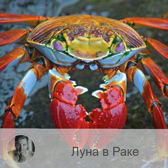 Подписывайтесь на наш канал, друзья!
Луна в знаке зодиака Рак с 21:51 25-ого по 05:54 28-ого. 👥 Перейдя в знак Рака, Луна приносит нам желание побыть дома и окружить себя уютом и теплом. Этот период делает нас сострадательными, сентиментальными и чувствительными, мы поддаемся ностальгии и вспоминаем прошлое, могут быть перепады настроения. Нам хочется чувствовать любовь и добро и самим давать это, эмоции могут переполнять нас и выплескиваться на окружающих. В любое дело этого периода мы вкладываем более глубокие чувства и эмоции.
✅ Луна в Раке способствует благоприятному течению вопросам купли-продажи, особенно связанными с недвижимостью. Так же спокойно протекают рабочие моменты и домашние дела. Это хорошее время для создания уюта дома, уборки, стирки, глажки, покупок в дом. Удачно протекают судебные процессы, начатые в это время. Период благоприятен для путешествий, особенно к воде, общения с родственниками и семьей, проявления заботы о родителях и детях, благотворительности и милосердия к братьям нашим меньшим.
❌ Лучше не давать в долг в это время, так как деньги будут вам возвращаться долго.
❤️ В это время мы можем стать обидчивыми и ранимыми, будьте аккуратны.
💊 Этот период вызывает напряжение в области грудной клетки и желудка. Учащаются отравления и побочные действия различных химических веществ. Не рекомендуется алкоголь и сильнодействующие лекарства.

—————
⭐ 5 фактов об Олеге Персидском ⭐
* Астролог, нумеролог, ведущий TV эксперт и постоянный гость на федеральных каналах
* Автор уникальной системы прогнозирования
* Более 23.000 прогнозов и консультаций
* Более 10 лет личного опыта и практики
* Доступная подача информации
✓ online запись ⇨ numeromagic.ru/uslugi