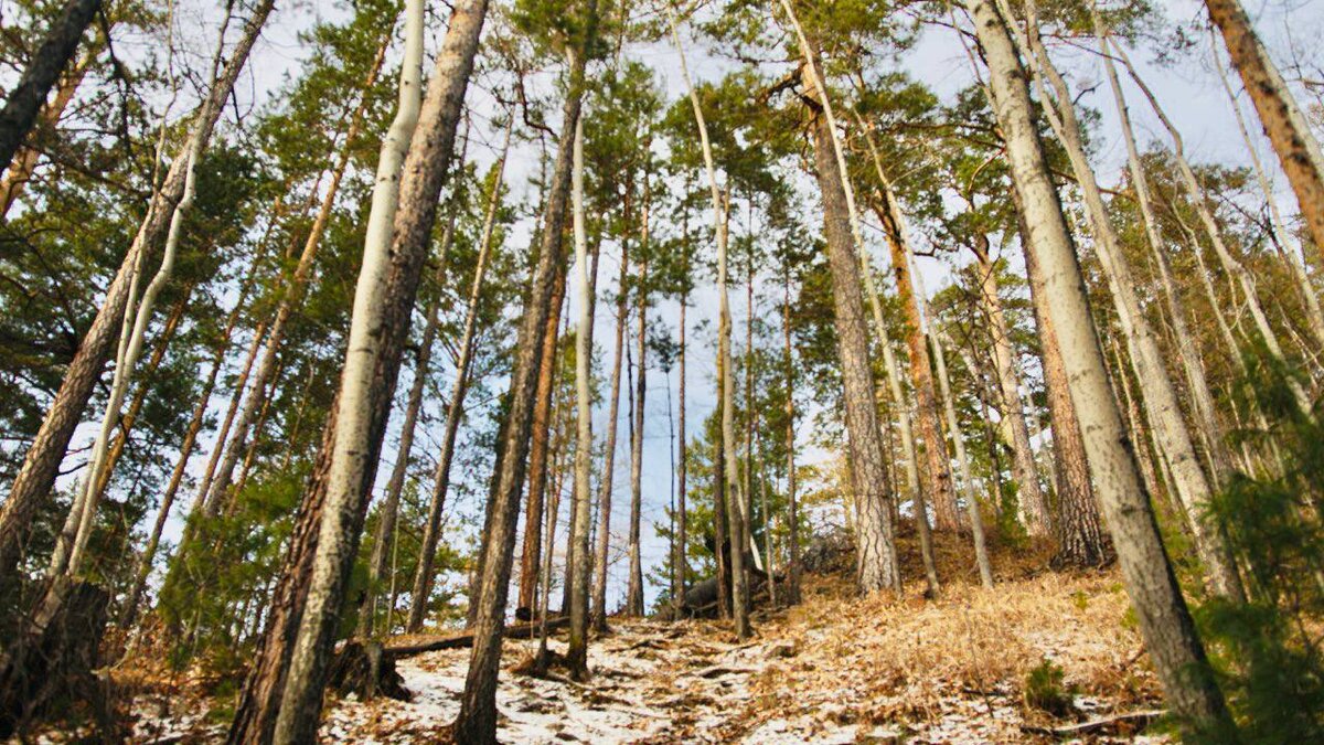 Ли леса. Бывает ли леса белой. Есть ли лес в Ейске. Много ли лесов в Армении.