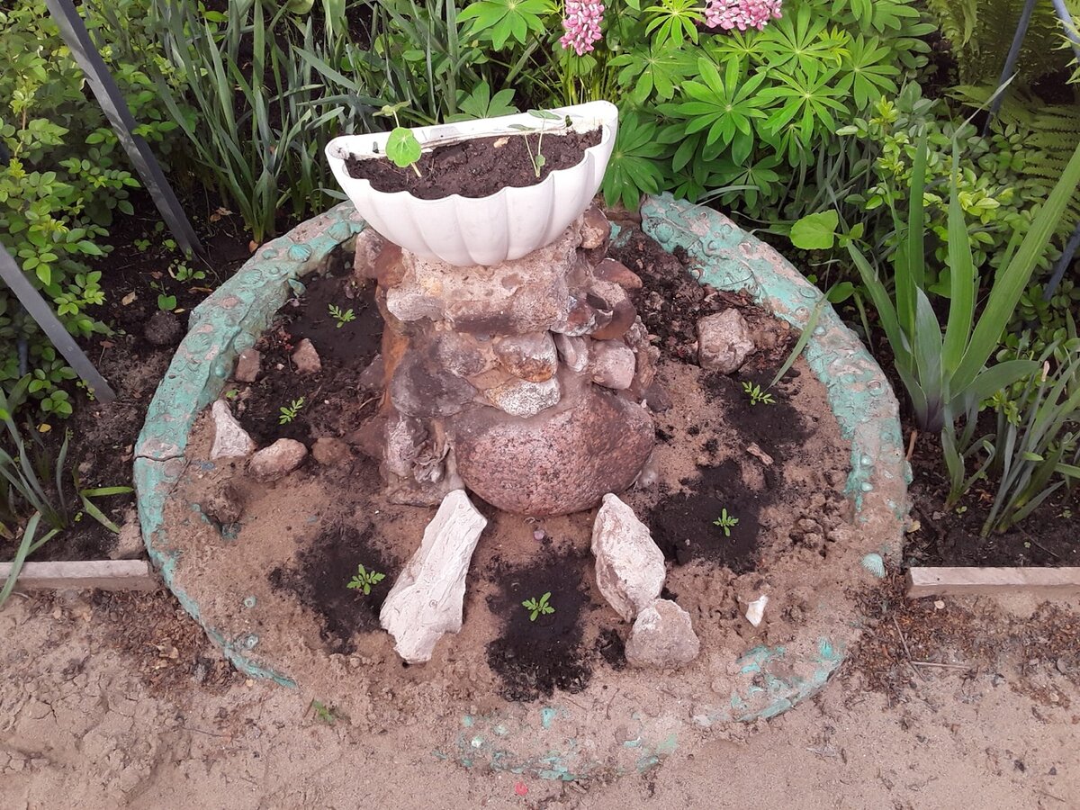 Первая попытка посадки в фонтан - снизу бархатцы...