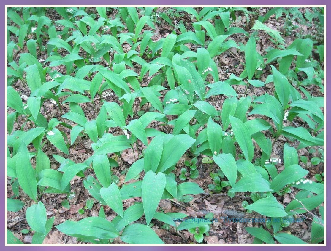 Поля ландышей.