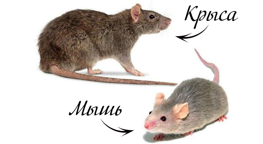 Мыши являются