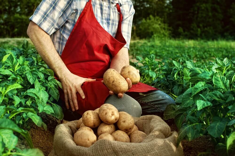 Как подарить картошку. Плантация картофеля. Урожай картофеля. Огромный урожай картошки. Сбор урожая картофеля.