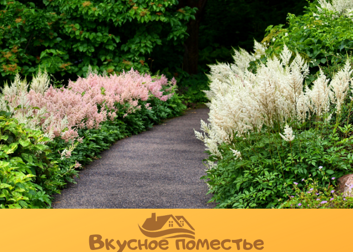 Астильба в ландшафте