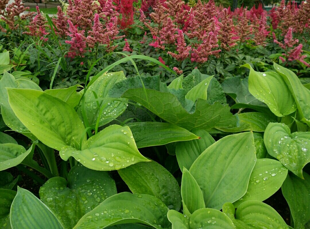 Городскими цветами расцветали под тёплым дождем по пути с работы.