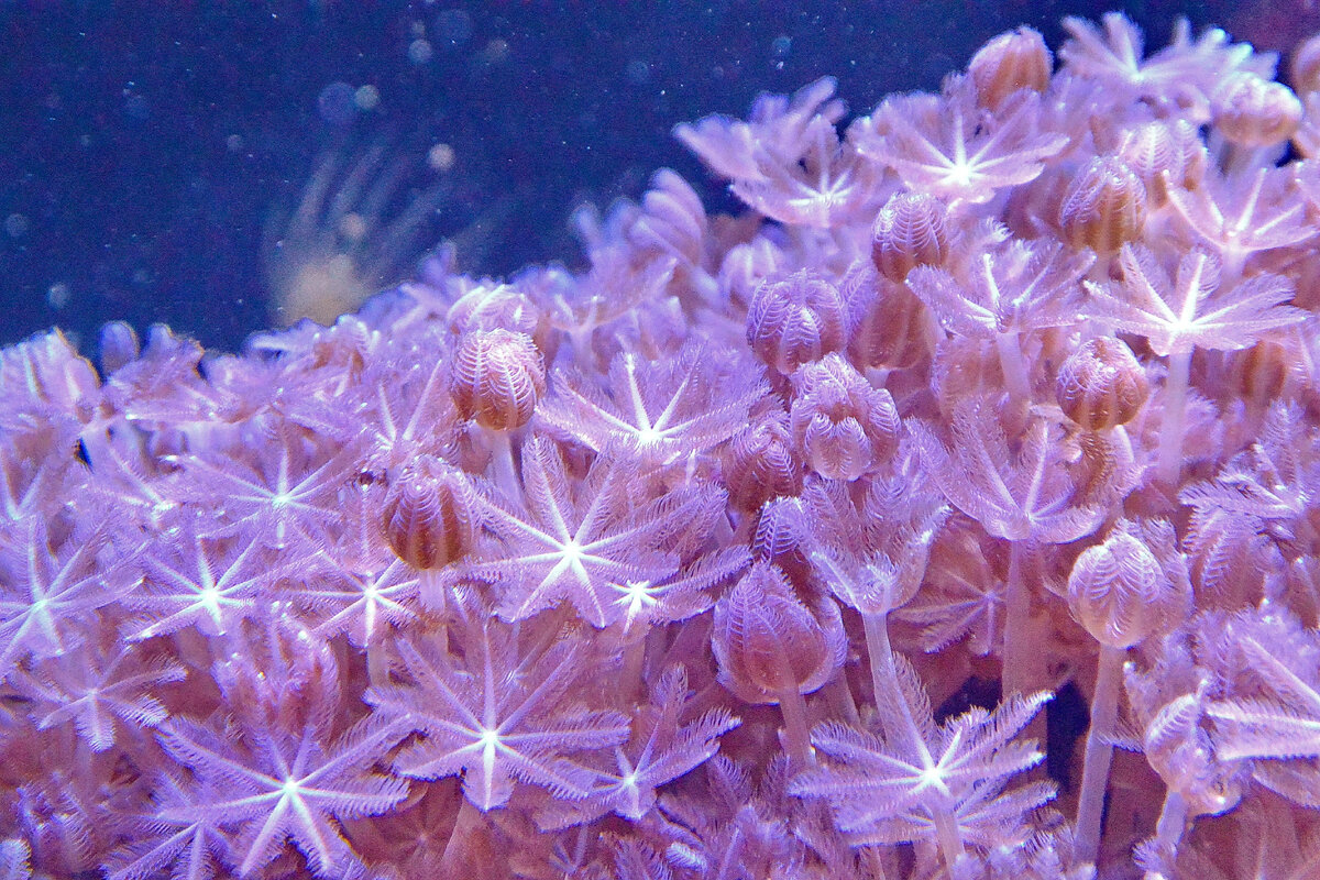 Морской центр Акабы