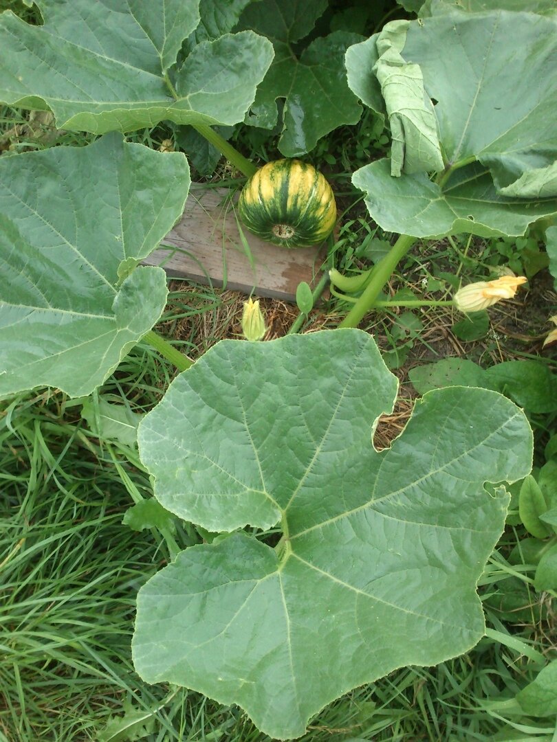 фото автора 4.08.21 г